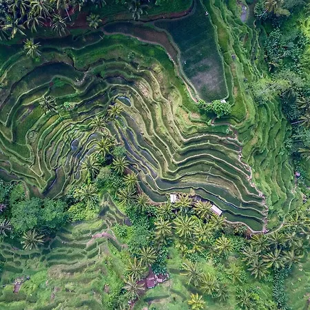 Villa Oia Ubud